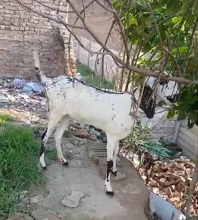 high quality beetal path for sale 2month ki gabban log height