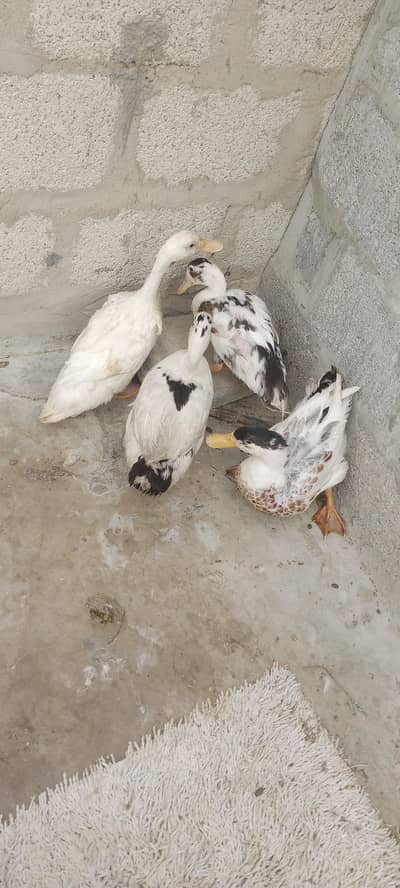duck pair k 2500