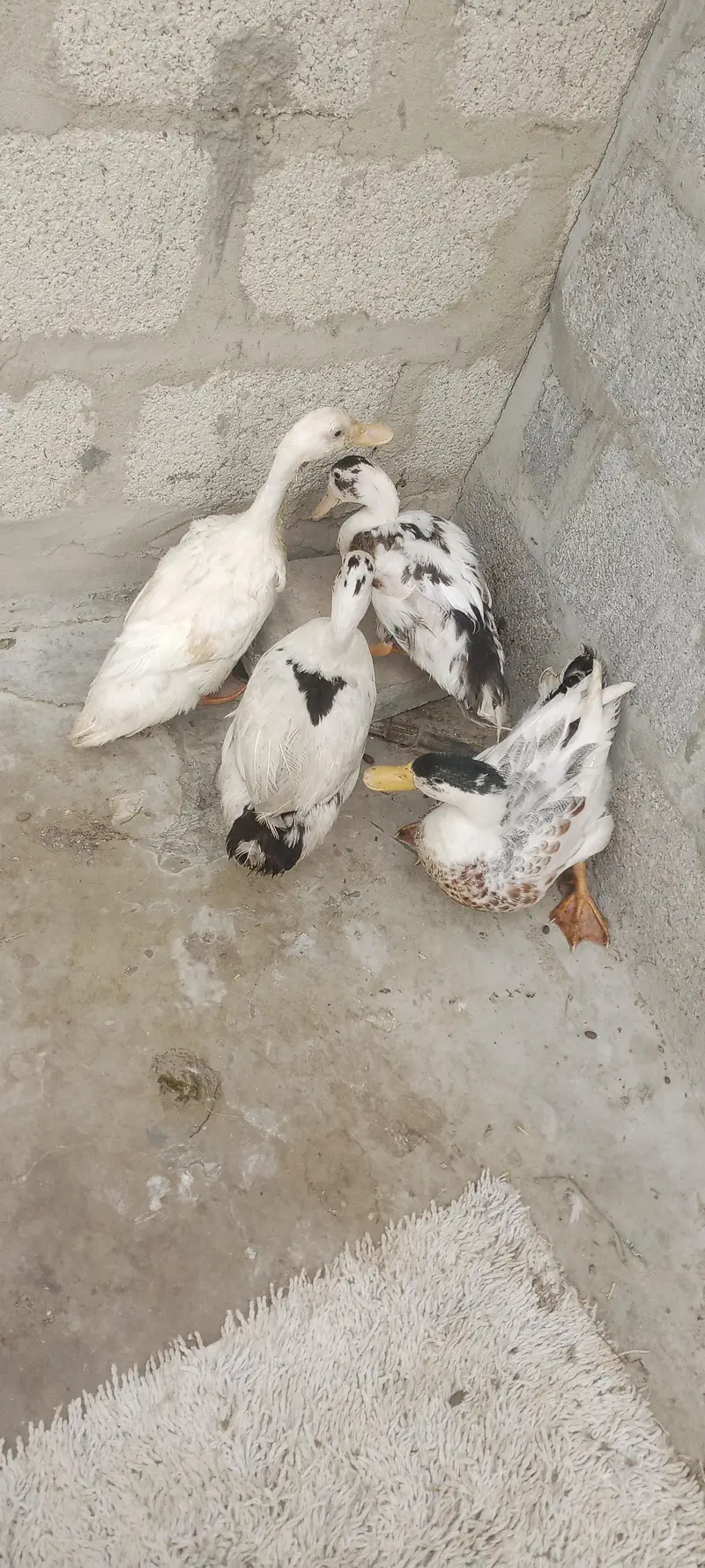 duck pair k 2500
