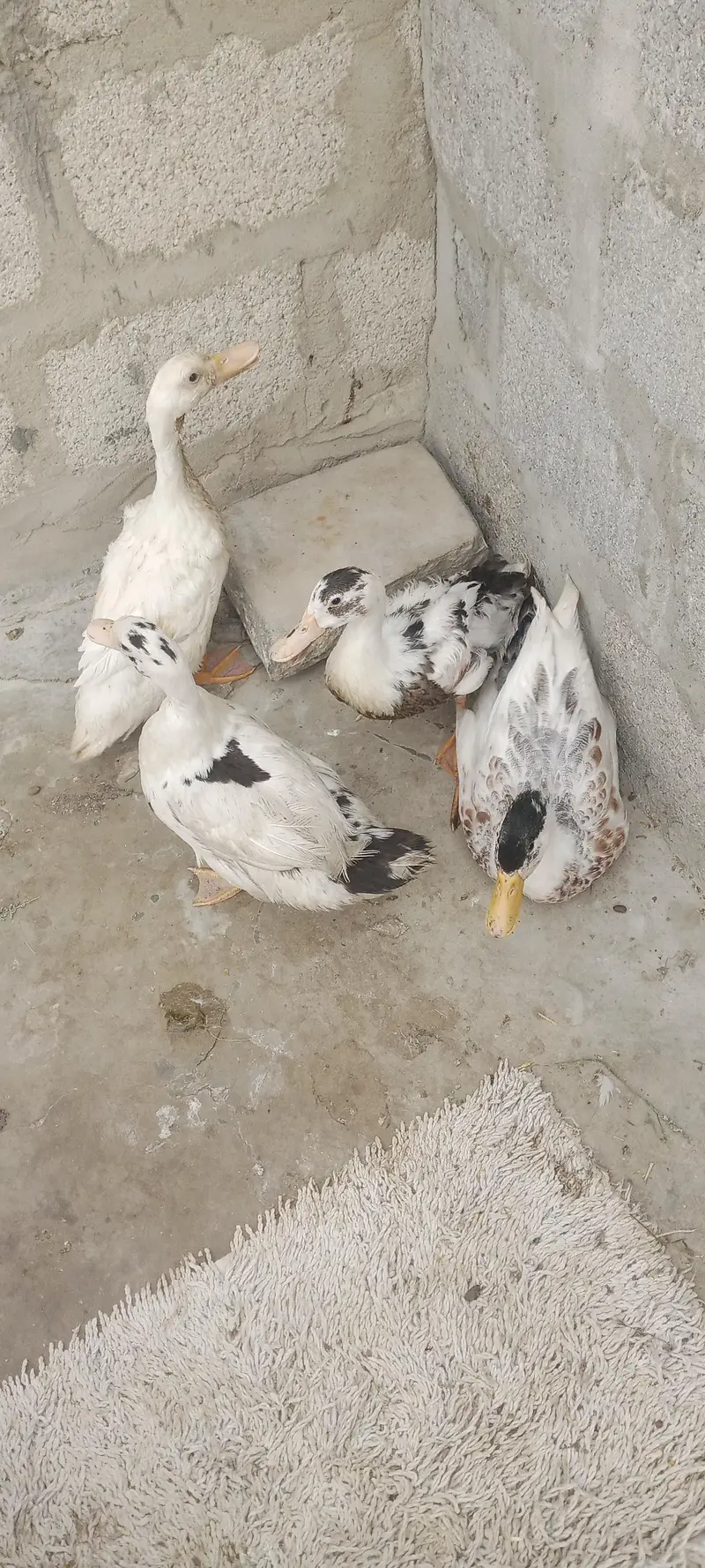 duck pair k 2500 — photo 2