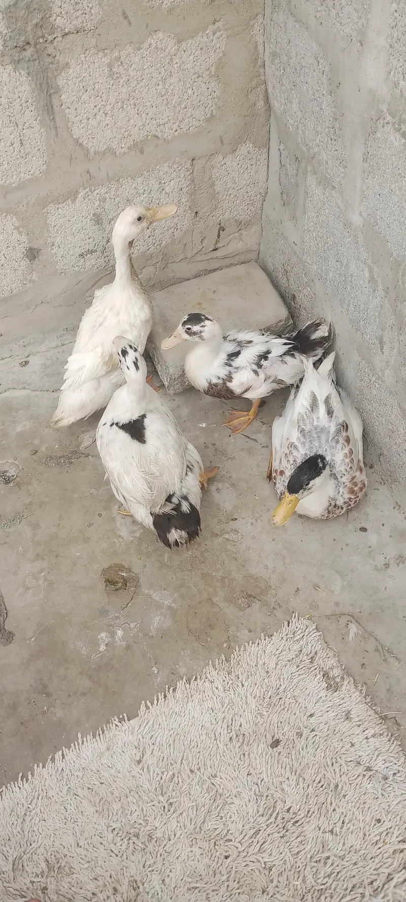 duck pair k 2500 — photo 3