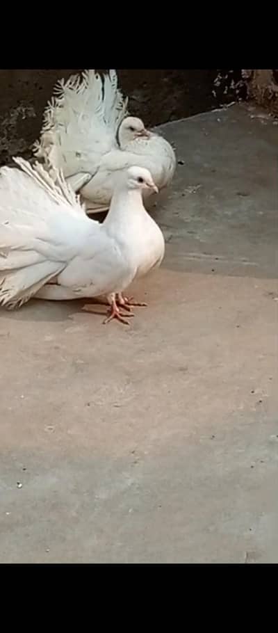 lucky pigeon. .