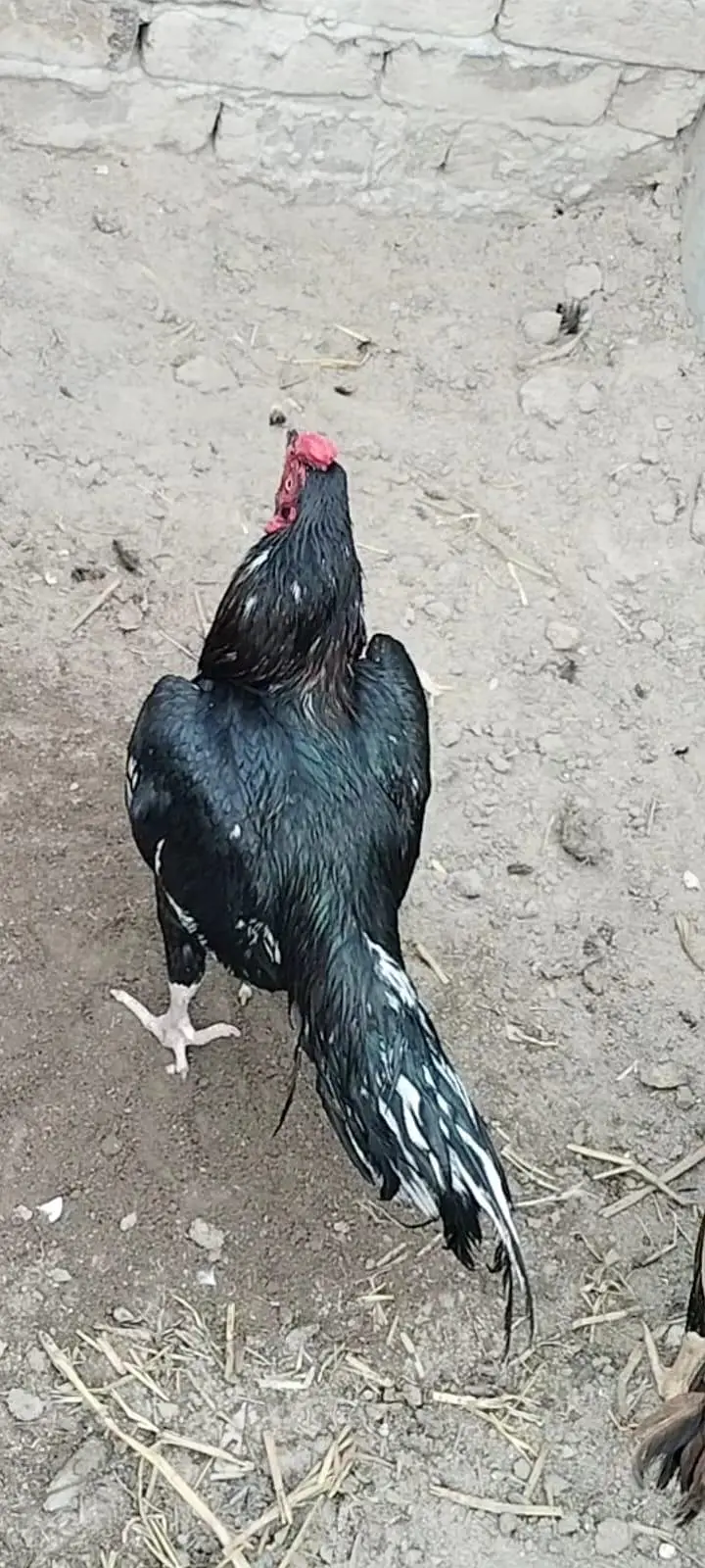 دو مرغیاں اور ایک مرغا — photo 4