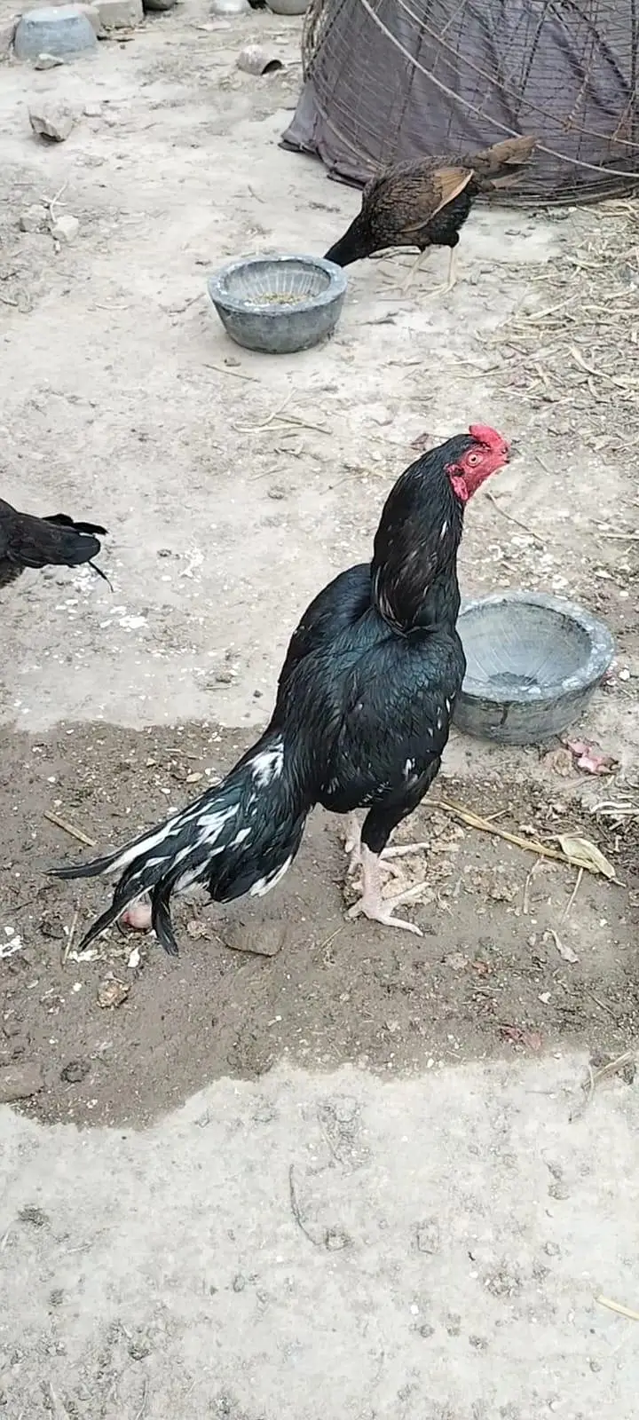 دو مرغیاں اور ایک مرغا — photo 6