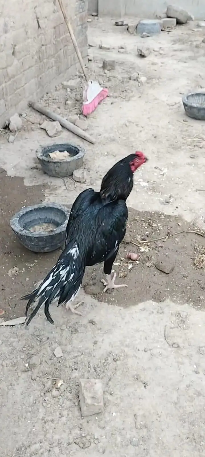 دو مرغیاں اور ایک مرغا — photo 7