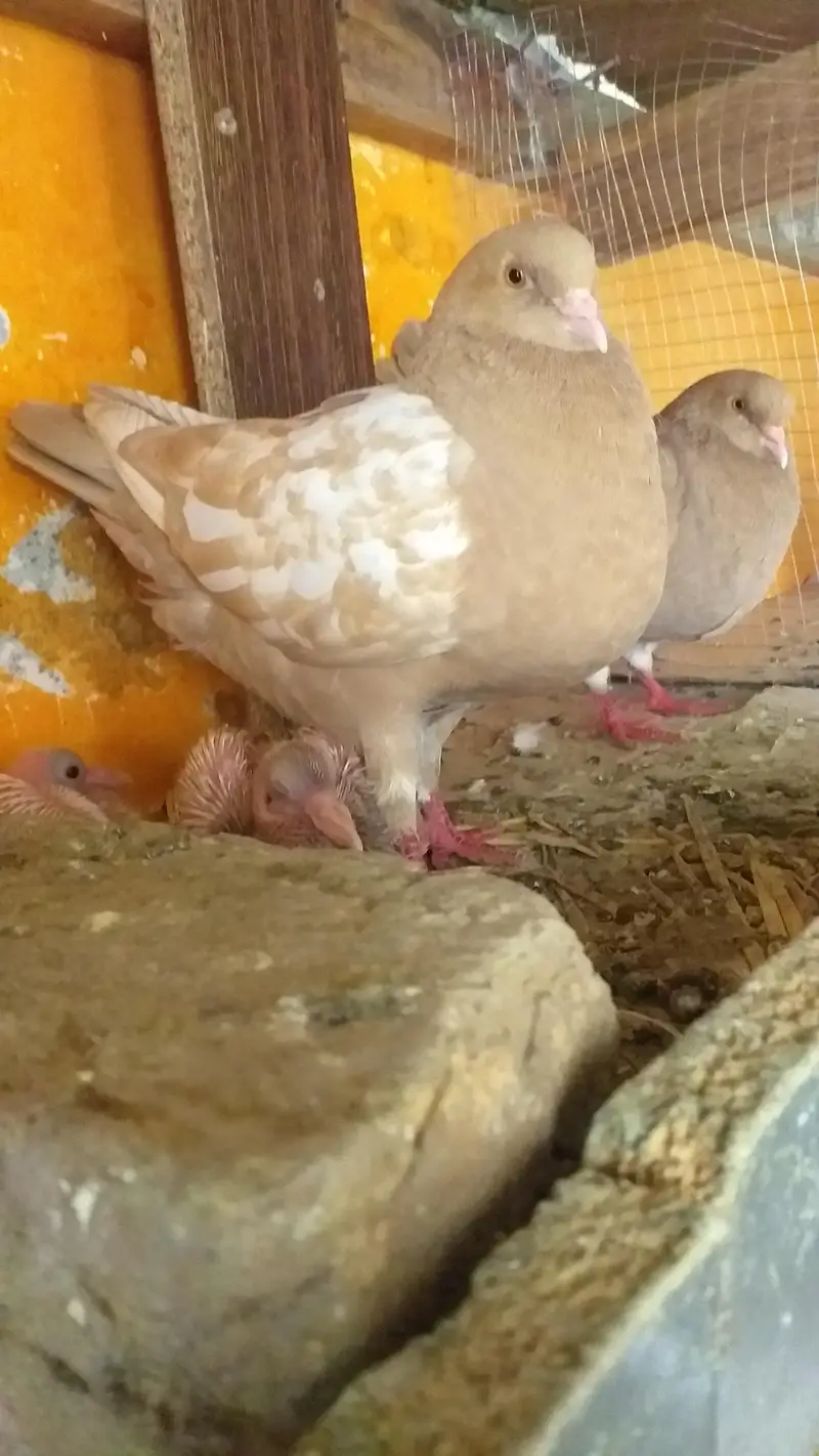 modena king heavy breeding pair — photo 2