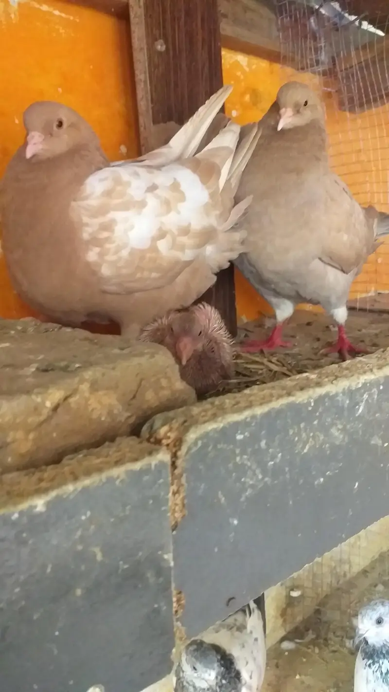 modena king heavy breeding pair — photo 4