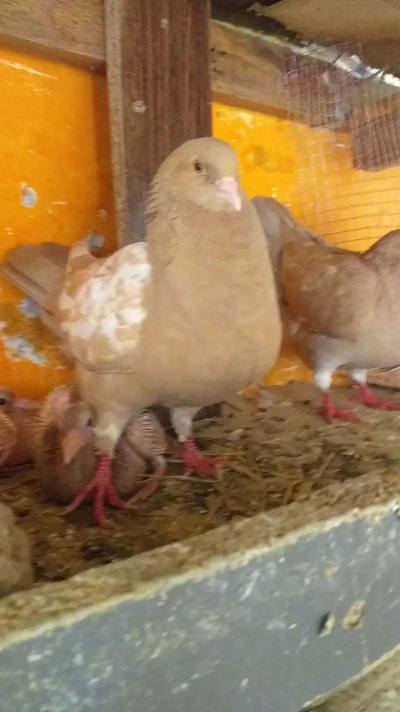 modena king heavy breeding pair — photo 5
