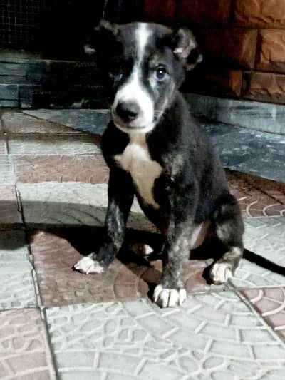 Afghan kuchi male puppy ( vaccinated)