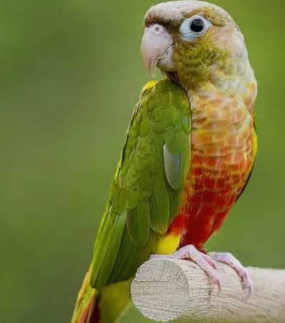 Painappel conure Hand tame Parrot  Plum head parrot pair Beautiful