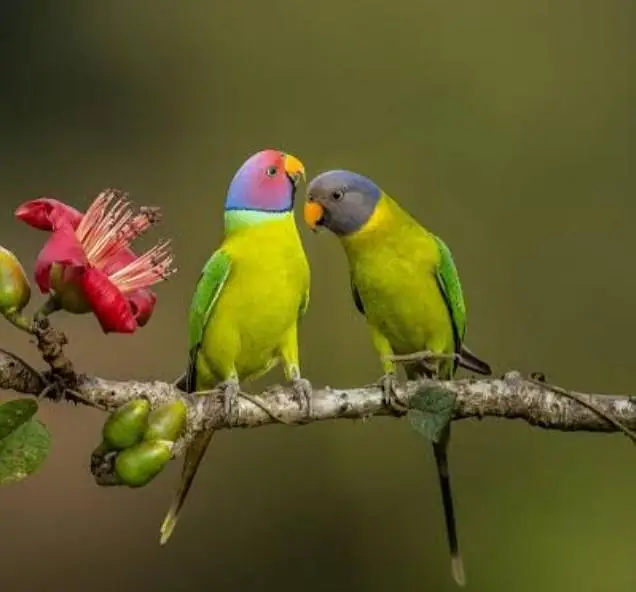 Painappel conure Hand tame Parrot  Plum head parrot pair Beautiful — photo 2