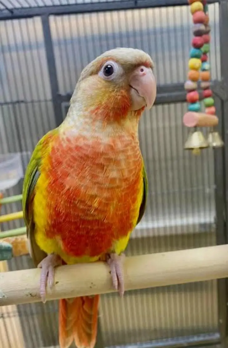 Painappel conure Hand tame Parrot  Plum head parrot pair Beautiful — photo 3