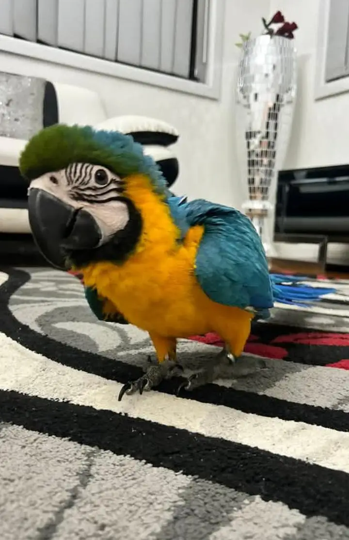 blue Macau parrot chicks for sale 0370/7110/419 — photo 3
