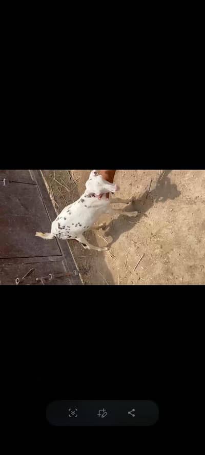 Teddy female for sale