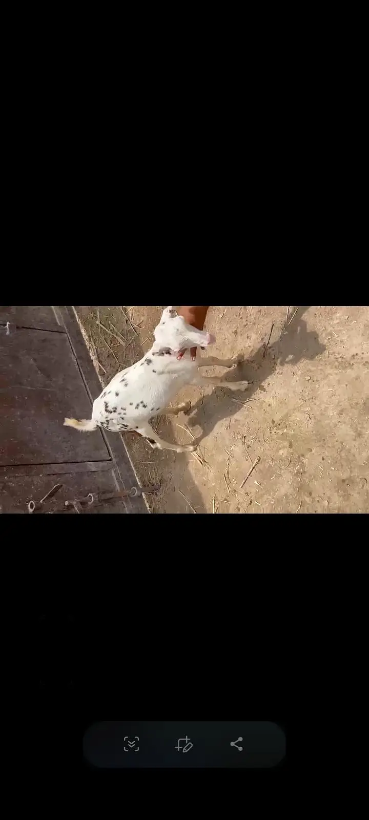 Teddy female for sale