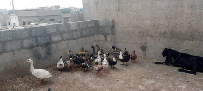 ducks pair 2500