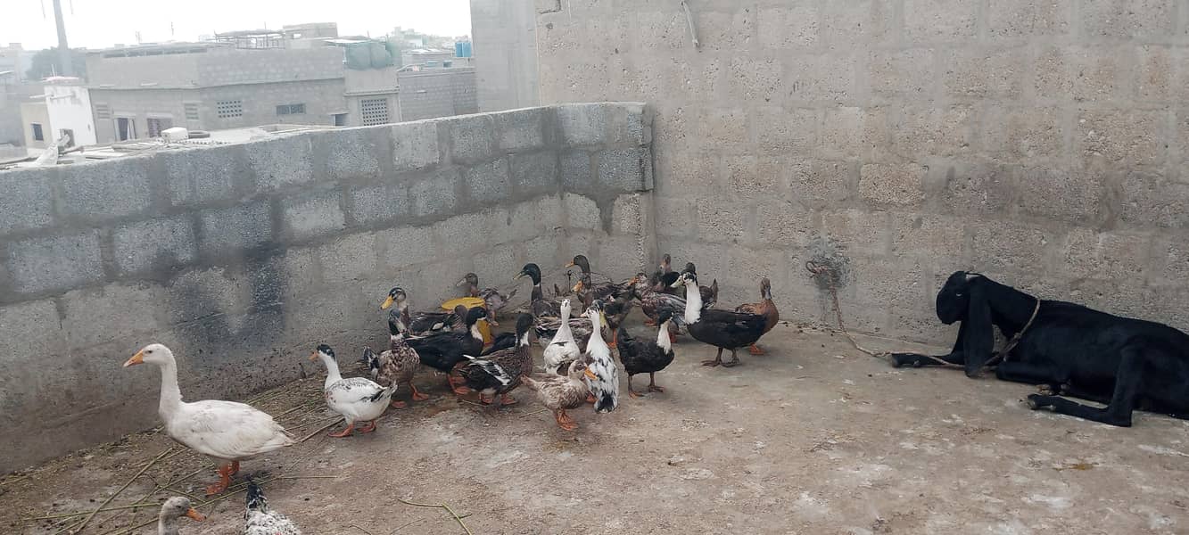 ducks pair 2500 1