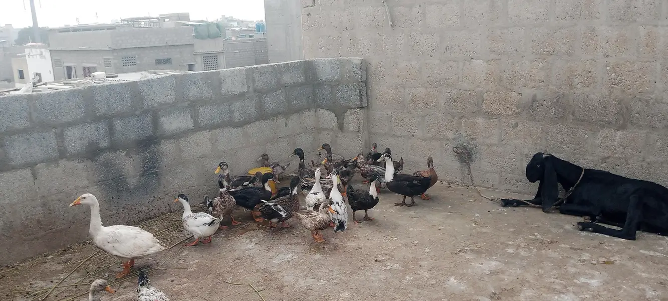 ducks pair 2500 — photo 2