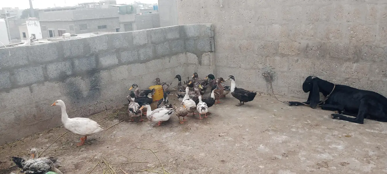 ducks pair 2500 — photo 3