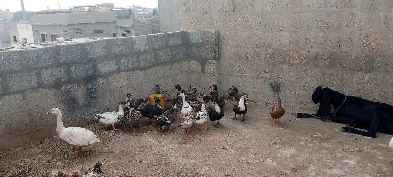 ducks pair 2500 — photo 4