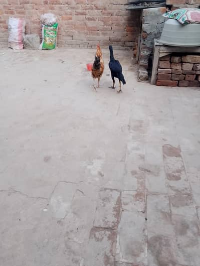 مرغی پیور اصیل نسل کی ہے اور مرغا مشری نسل کا ہے