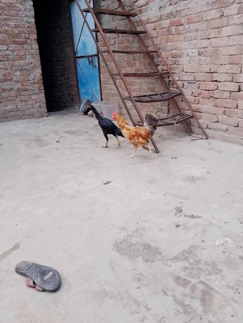 مرغی پیور اصیل نسل کی ہے اور مرغا مشری نسل کا ہے 1