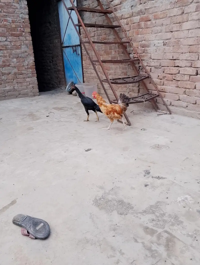 مرغی پیور اصیل نسل کی ہے اور مرغا مشری نسل کا ہے — photo 2