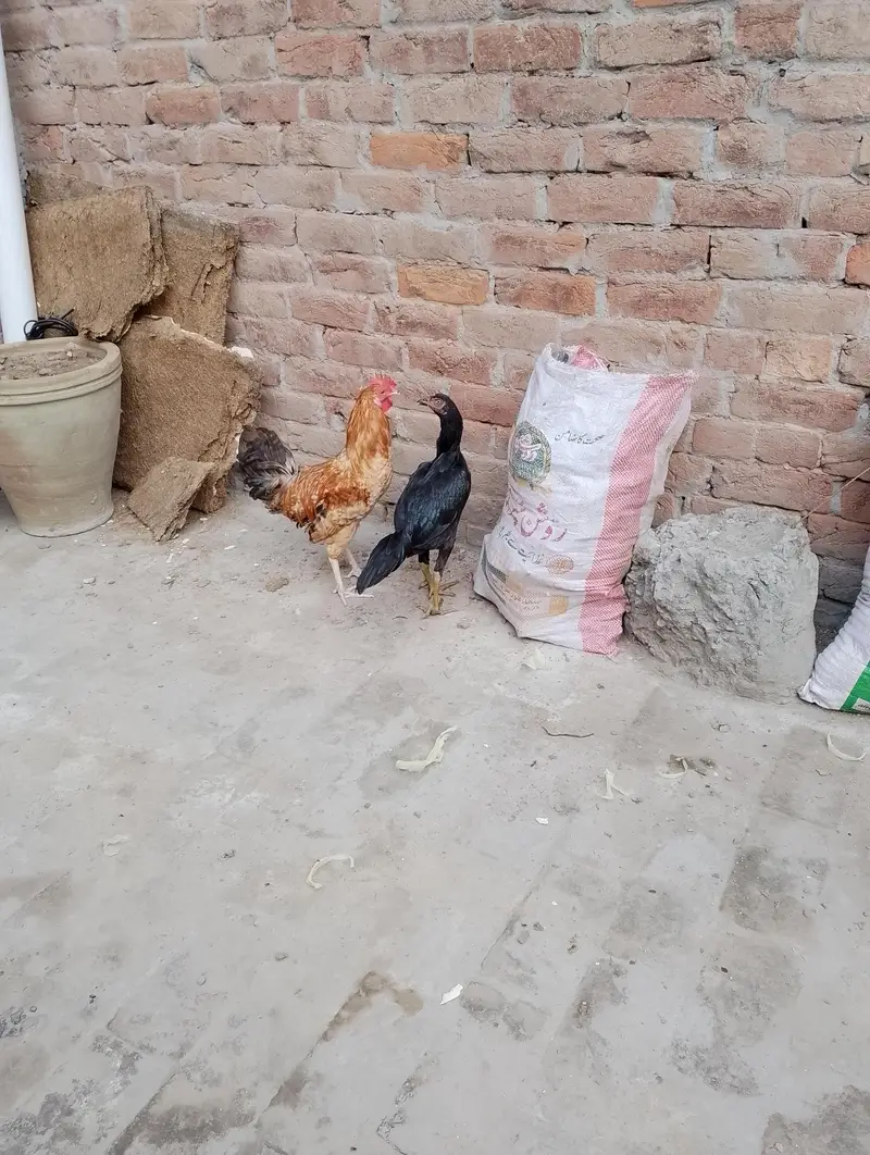 مرغی پیور اصیل نسل کی ہے اور مرغا مشری نسل کا ہے — photo 4