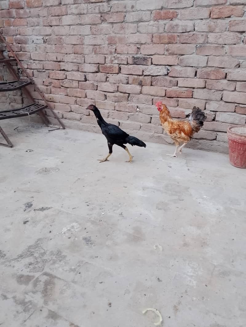 مرغی پیور اصیل نسل کی ہے اور مرغا مشری نسل کا ہے 4