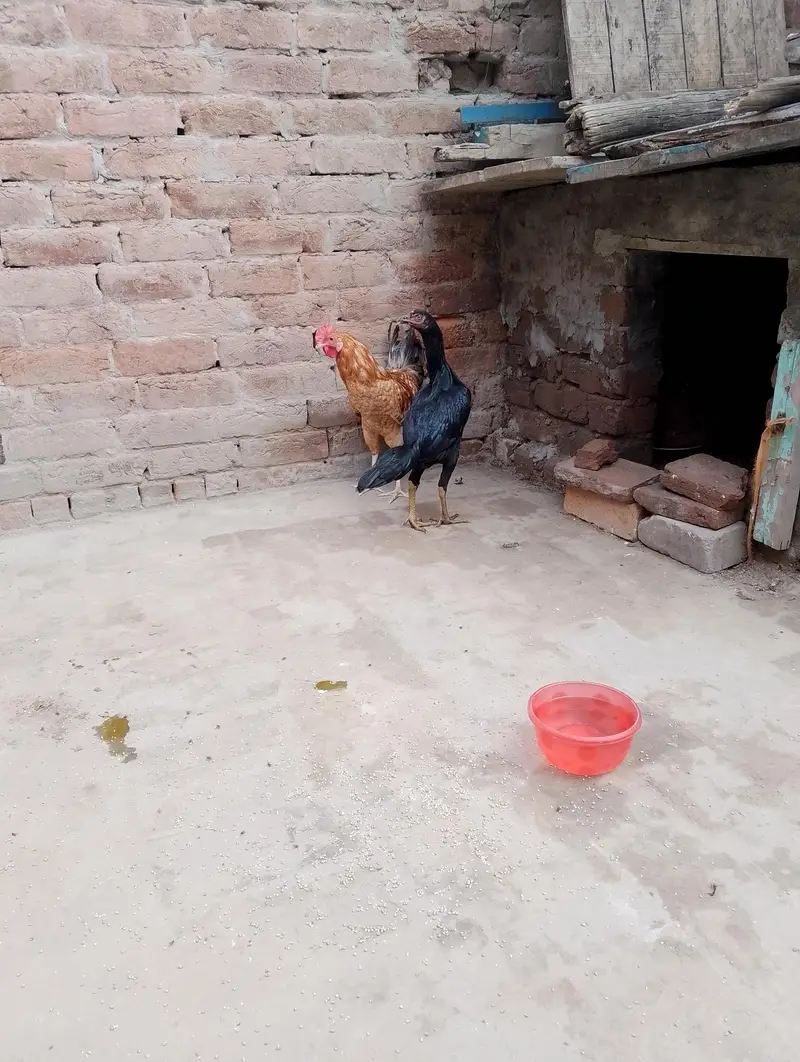 مرغی پیور اصیل نسل کی ہے اور مرغا مشری نسل کا ہے — photo 7
