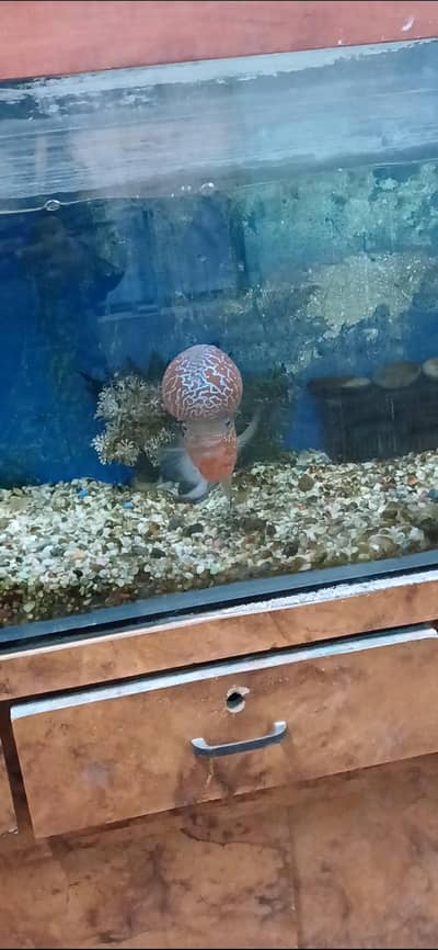 Flowerhorn Fish