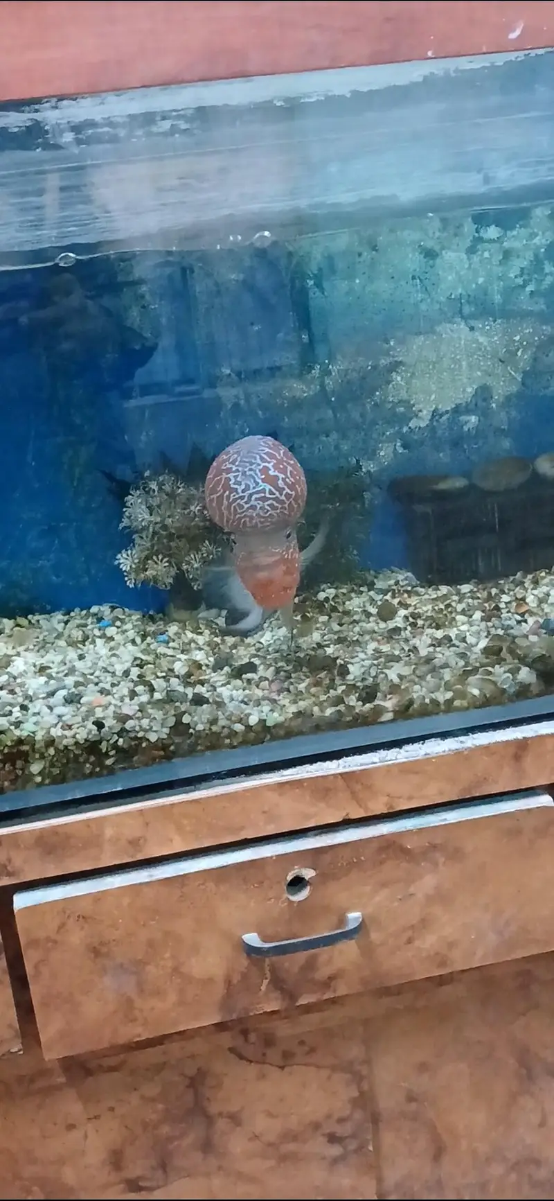 Flowerhorn Fish