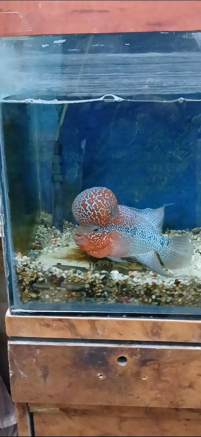 Flowerhorn Fish — photo 2