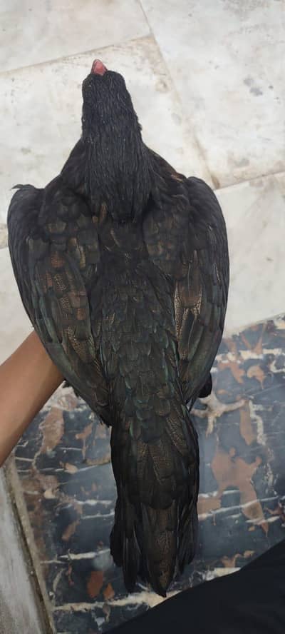 1 male 2 female