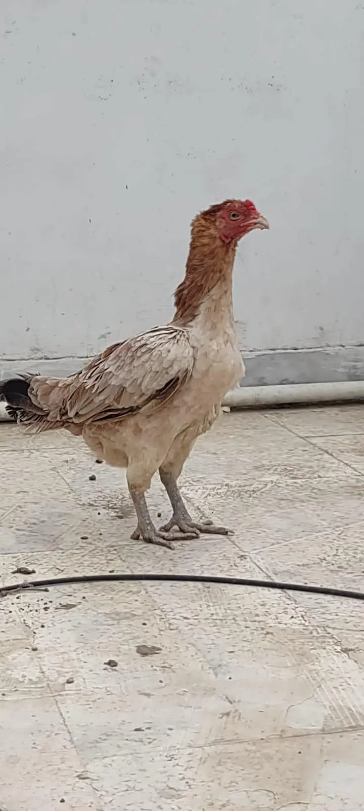 1 male 2 female — photo 2