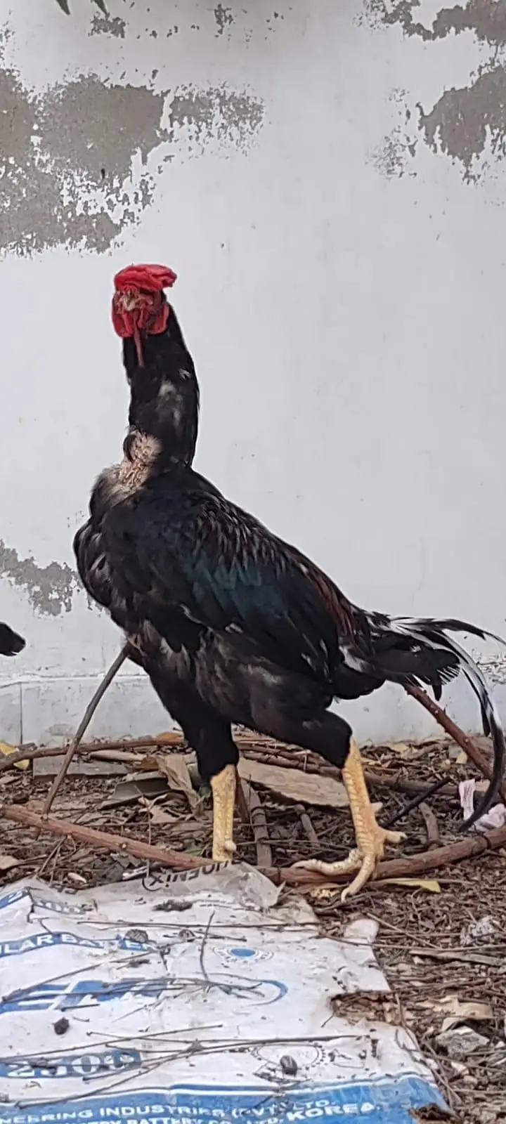 1 male 2 female — photo 3
