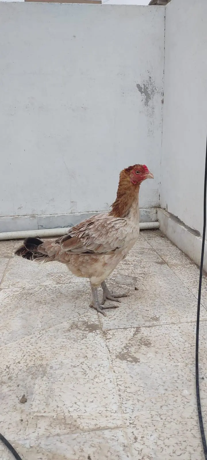1 male 2 female — photo 5