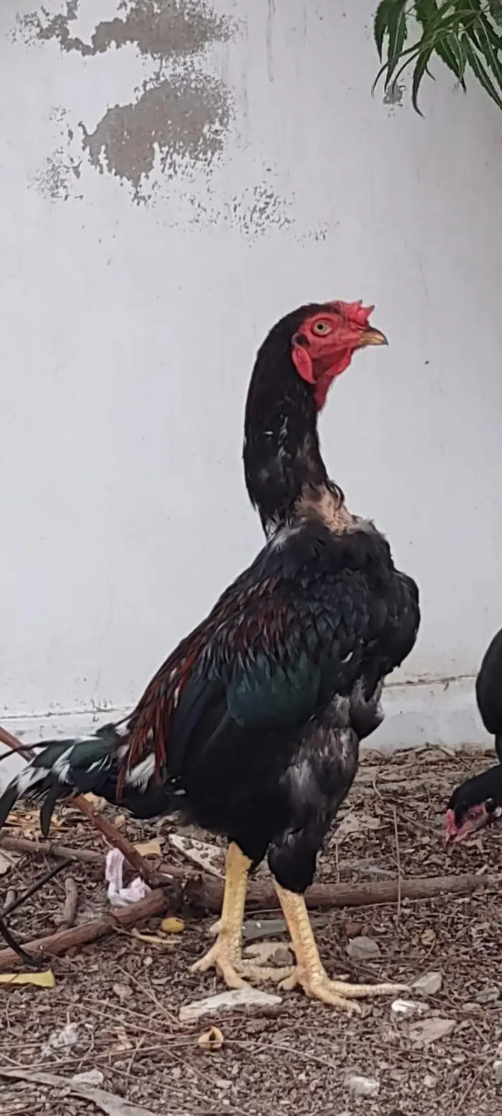 1 male 2 female — photo 6