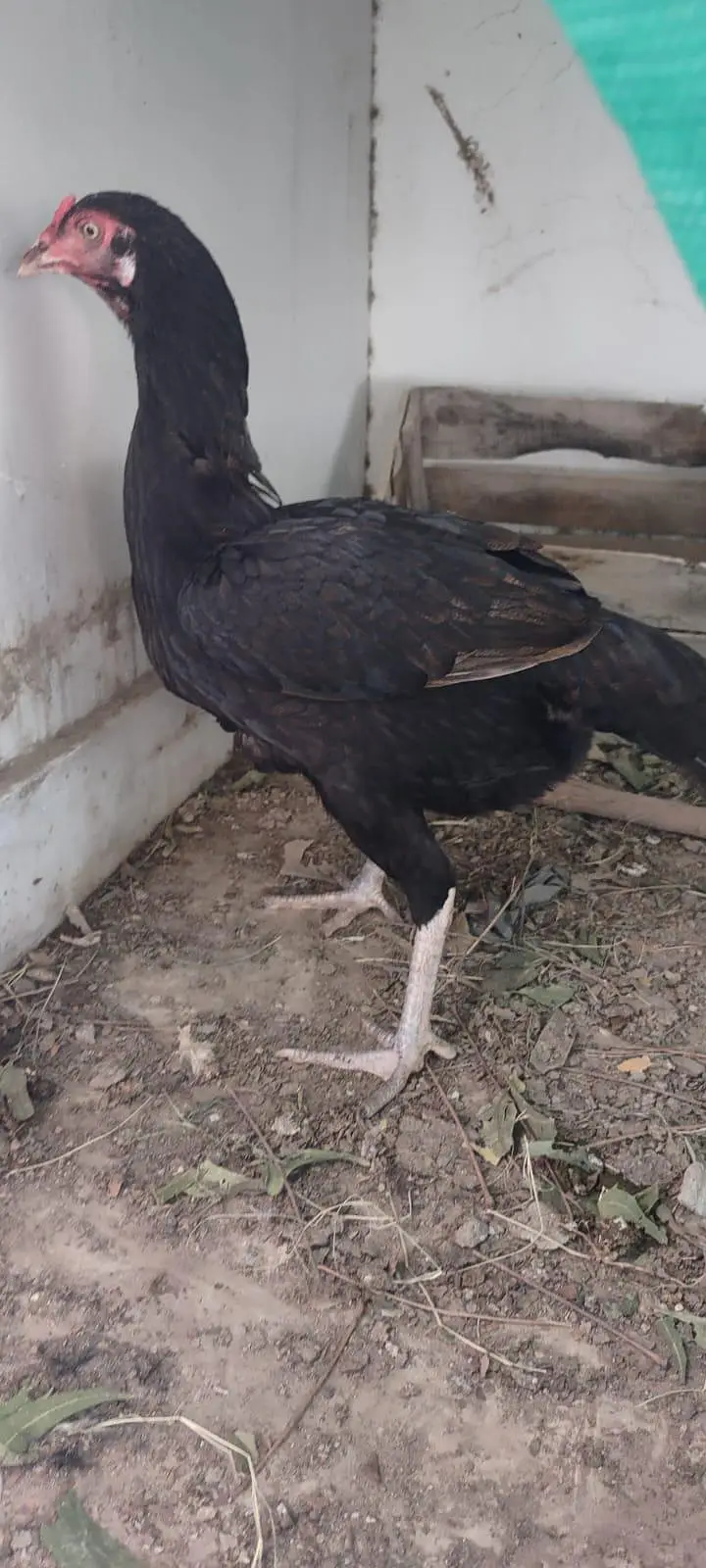 1 male 2 female — photo 7