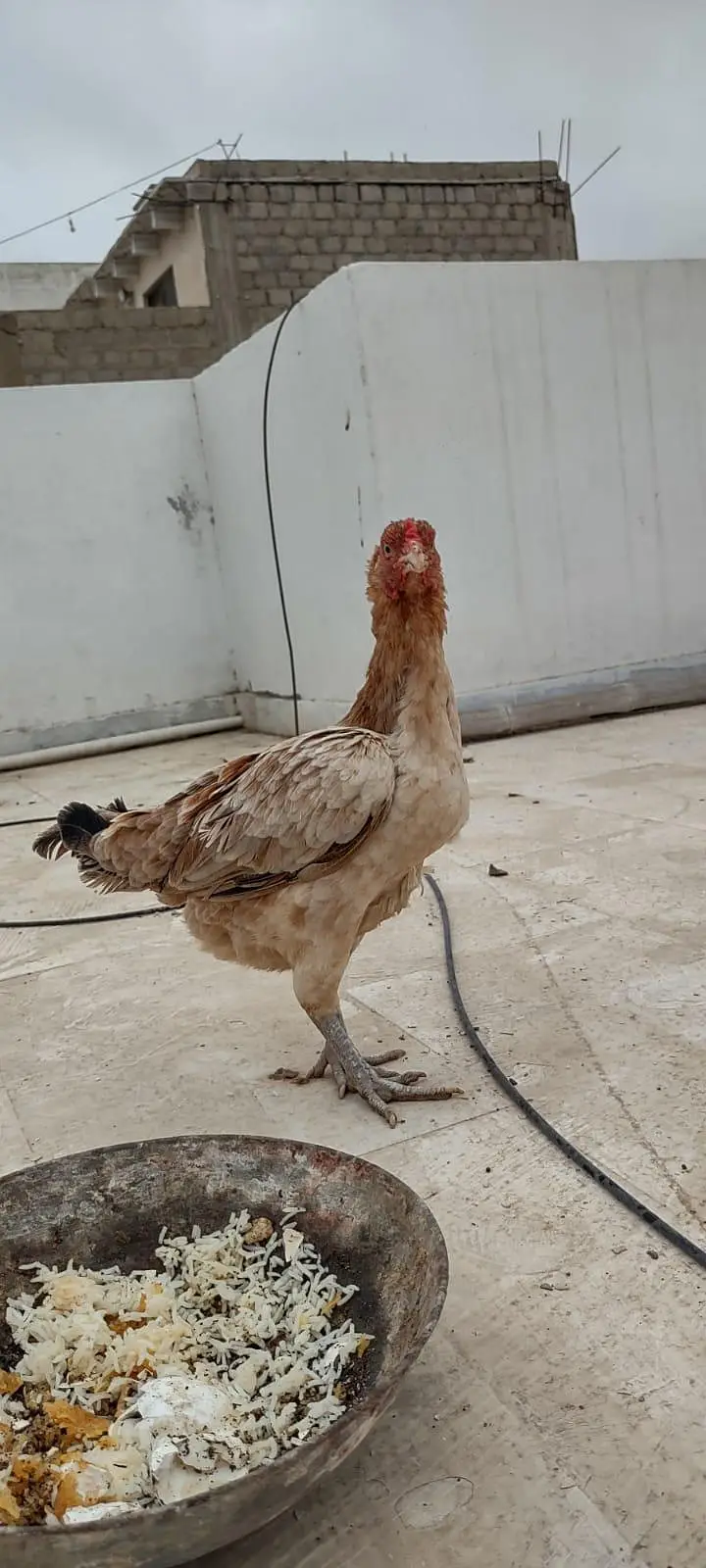 1 male 2 female — photo 8