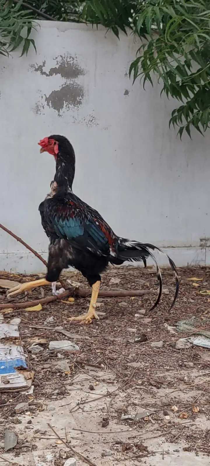 1 male 2 female — photo 9