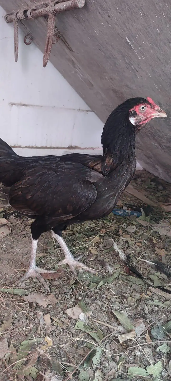 1 male 2 female — photo 10
