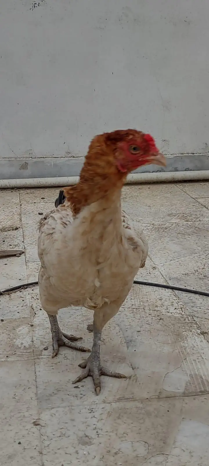 1 male 2 female — photo 11