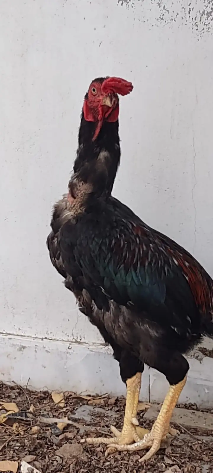 1 male 2 female — photo 12