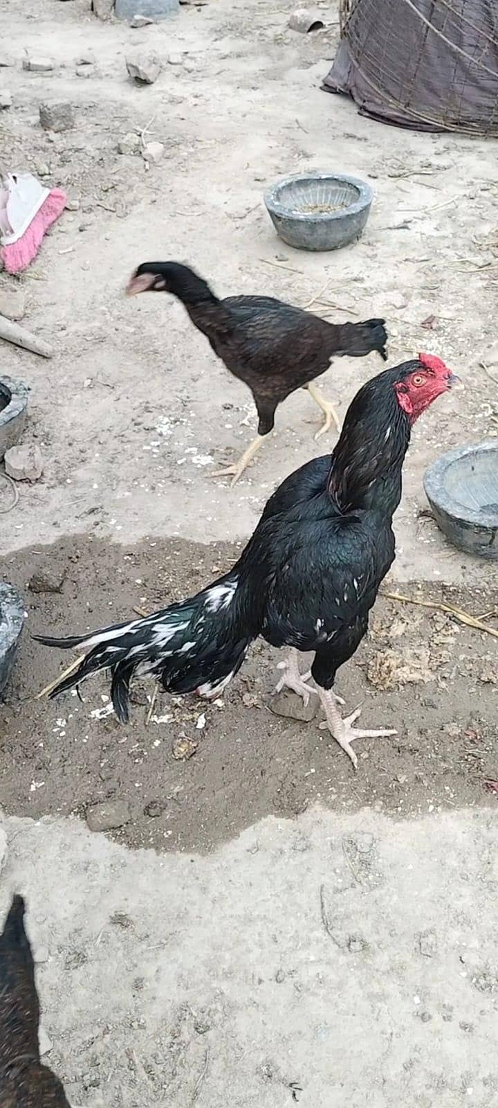 دو مرغیاں اور ایک مرغا 2