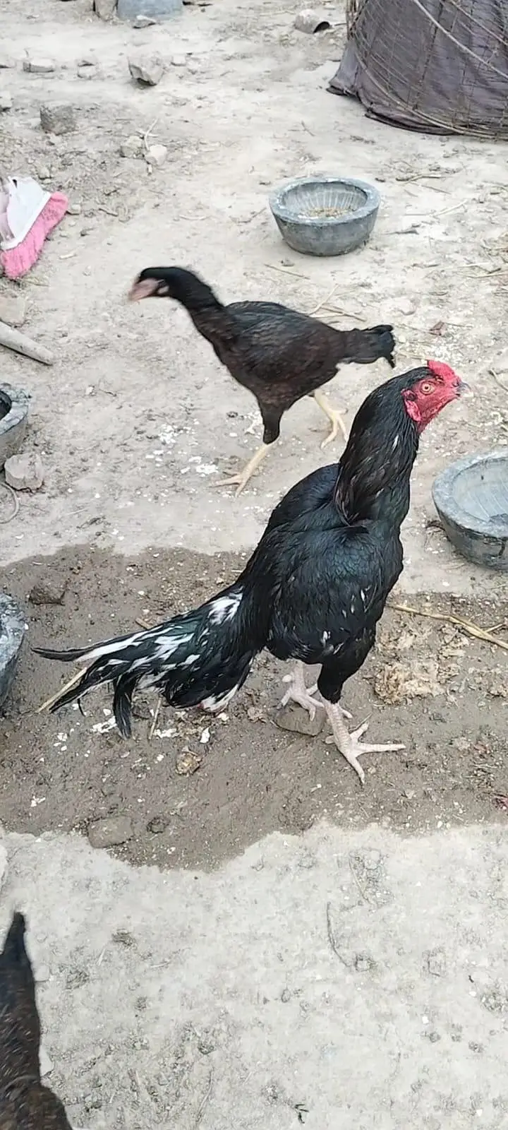 دو مرغیاں اور ایک مرغا — photo 3