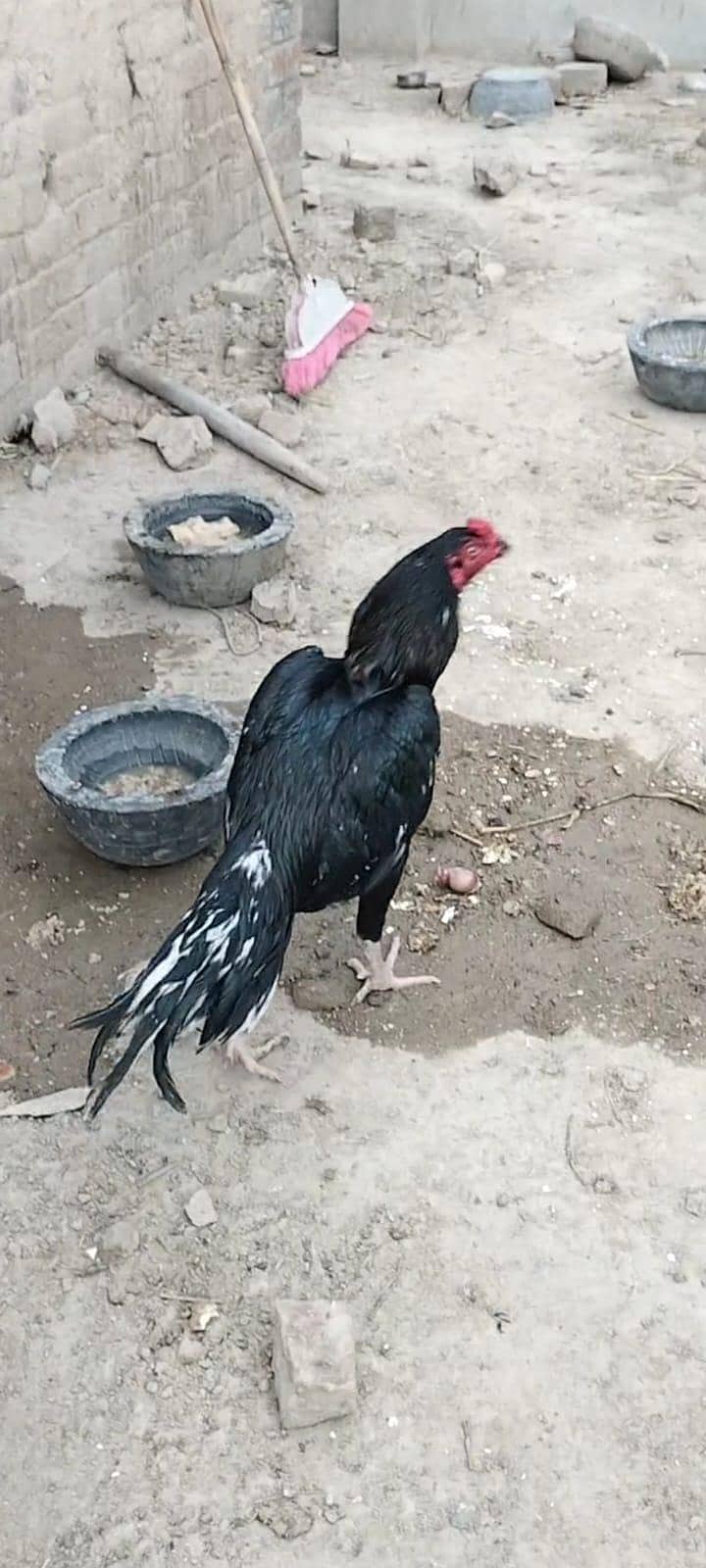 دو مرغیاں اور ایک مرغا 3