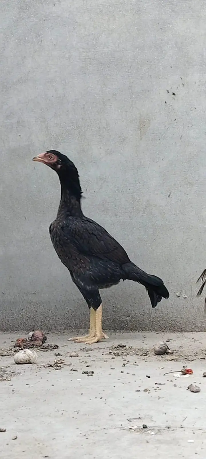 دو مرغیاں اور ایک مرغا — photo 7