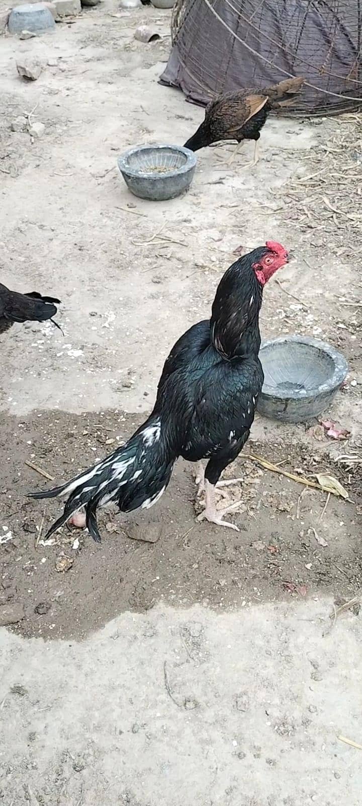 دو مرغیاں اور ایک مرغا 7