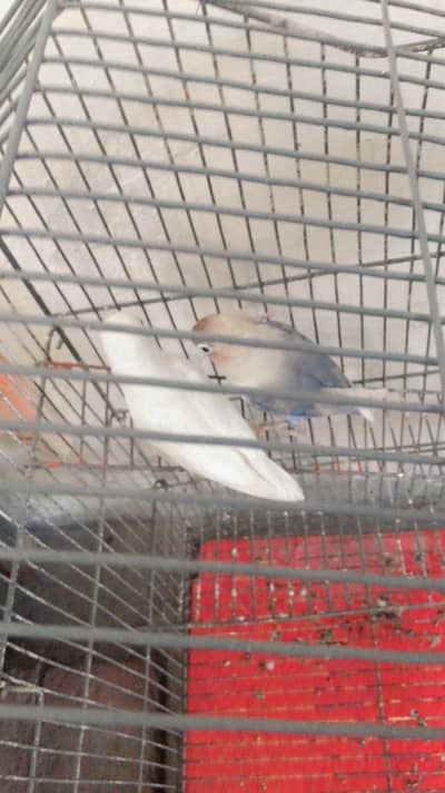 lovebird